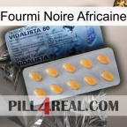 African Black Ant 44